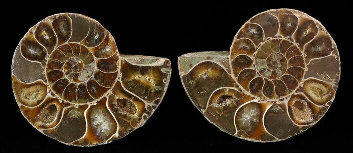 Small Desmoceras Ammonite Pair - #49834